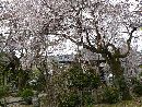 安養寺境内に生える桜と五輪塔