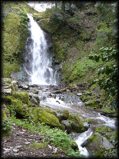 ����S�i�Ɨ��ꗎ���鐴��