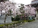 浄得寺に咲き乱れる桜