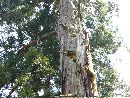 日野宮神社の御神木と思われる大木