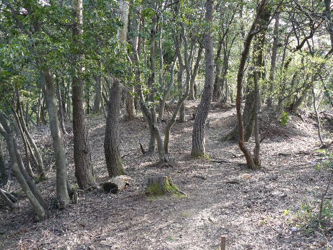 �Z�C���R�Õ��Q