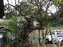 性海寺境内に生えるタブの大木を縦長で全景を写した写真