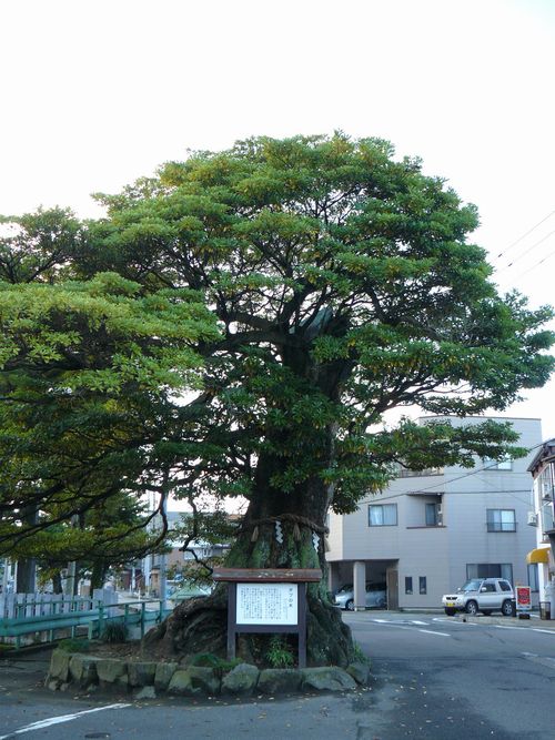 ���s�E�^�u�̖�