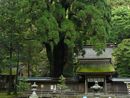 若狭姫神社本殿左側に生える千年杉（推定樹齢５００年、樹高３０ｍ）