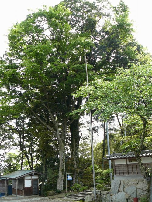 ���ꎡ�_��